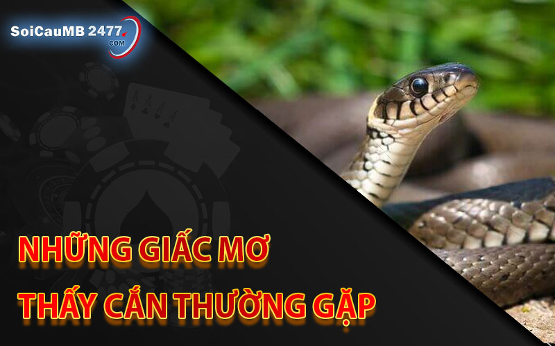 Những giấc mơ thấy cắn thường gặp